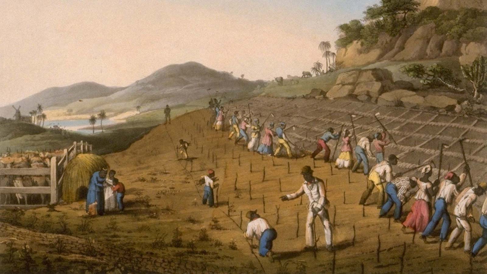 Digging Holes for Planting Sugar Cane, Antigua, West Indies, 1823